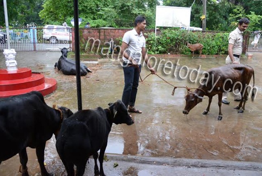 cows raid